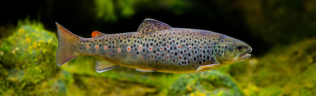 The Brown trout (Salmo trutta fario) in the aquarium