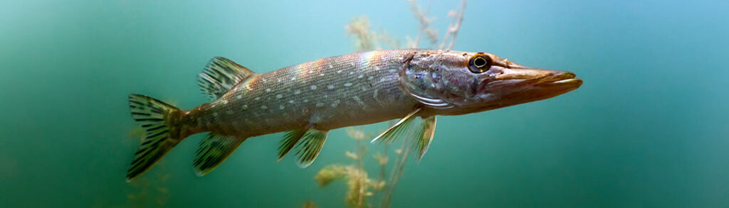 Pike in the lake