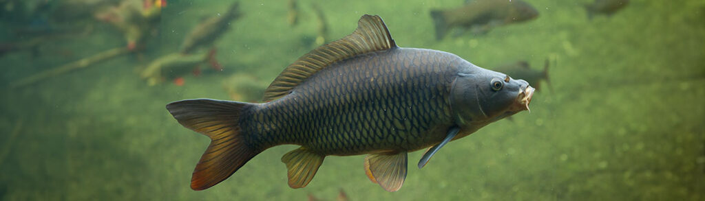 Wild common carp (Cyprinus carpio).