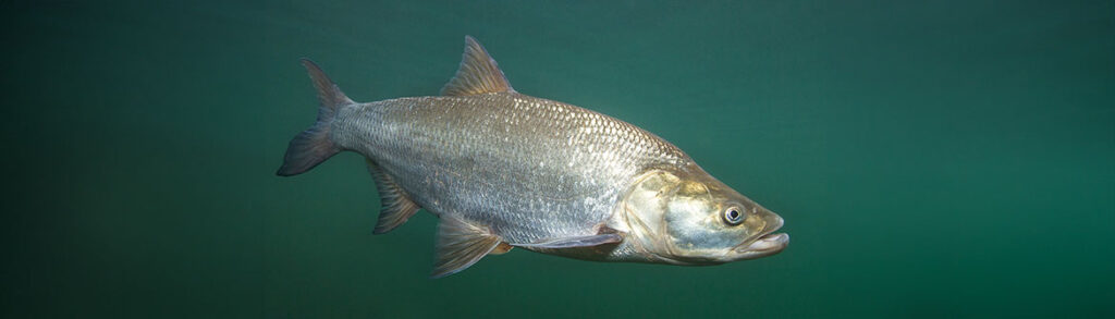 Close up photography of predatory fish Asp (Aspius aspius). Fres